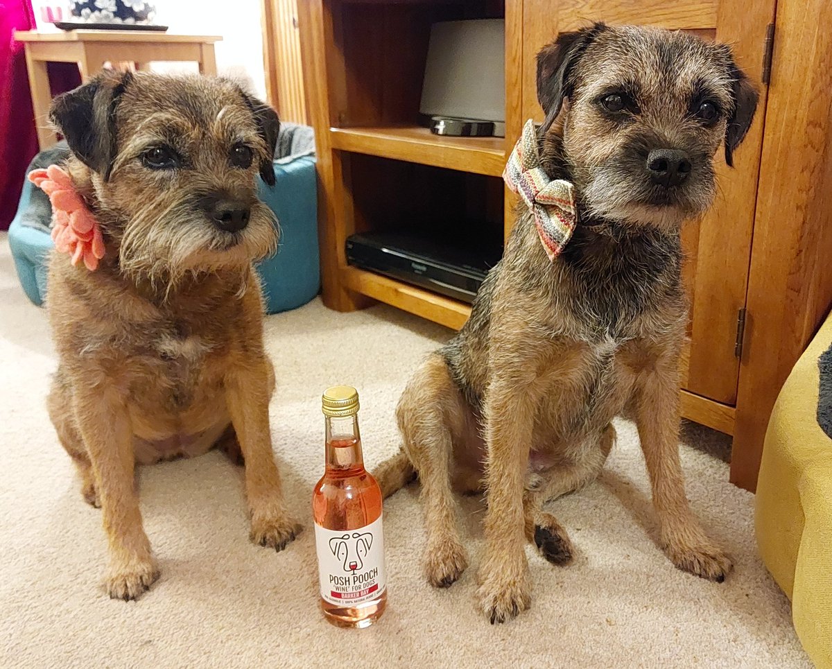 mabelandstanley's tweet image. Hello pals, we've just arrived to take our seats for the annual #BTPNYH awards *excited ears*🏅🍷😀 #BTPosse