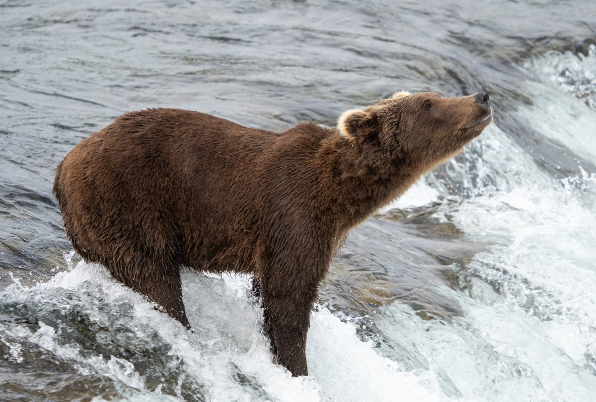 Happy New Year! At Katmai, we're welcoming 2024 with big smiles! 🥰 What are you looking forward to in 2024? ❤️ Photo credit: NPS Photo/F. Jimenez