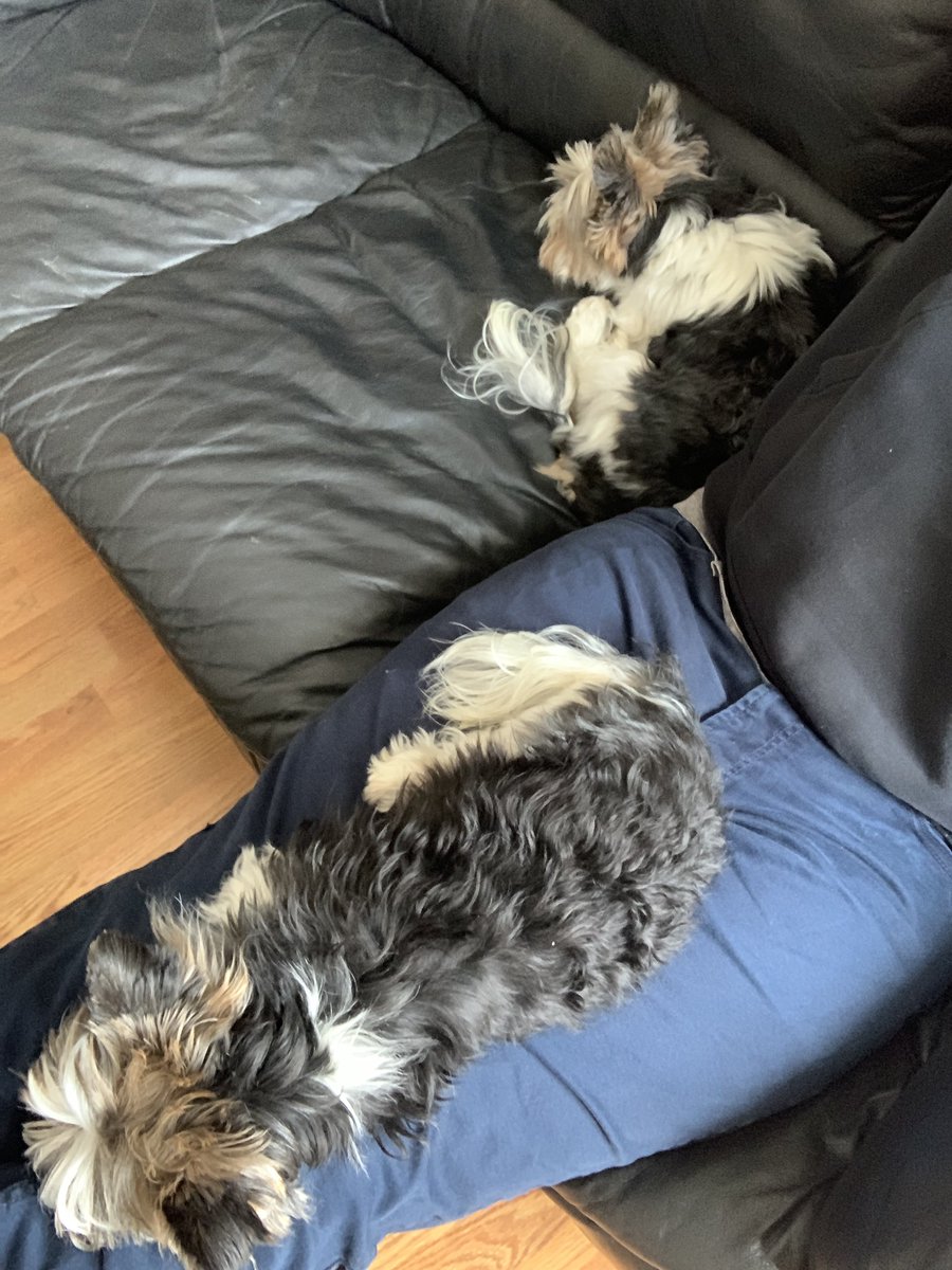stashu19's tweet photo. May peace, rest, and feeling loved be yours in 2024 (same as my pooches). 
#Happy2024 https://t.co/J9xUJ9SNHH