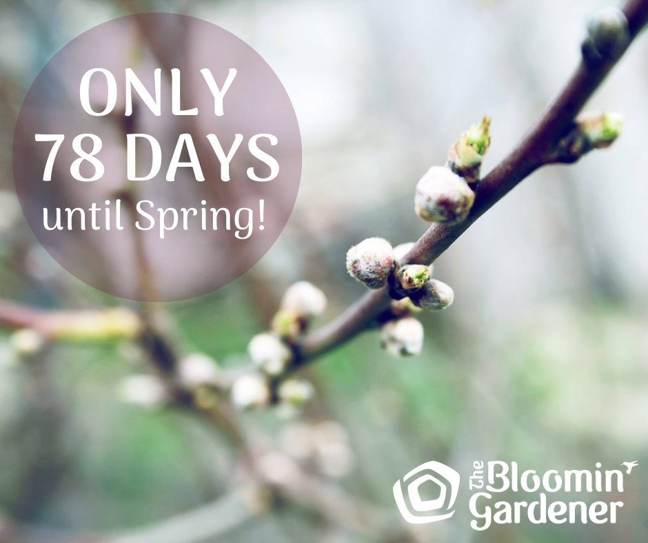 bloomingardener's tweet photo. It's almost Spring! π± But who's counting! LOL! #thebloomingardener #itsalmostspring #springcountdown #localgreenhouse #wegrowourown #yqgbusiness #cantwaitforspring #YQG https://t.co/lnrYbFHMMy