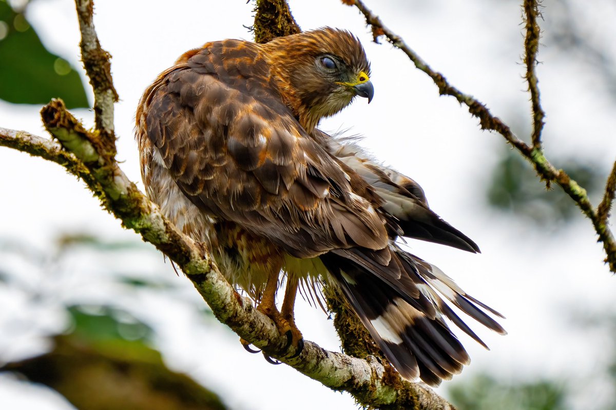 mitoGFP's tweet photo. Broad-winged Hawk, Savanna Hawk, Ornate Hawk-eagle and White-tailed Kite #BirdsSeenIn2023 #birdphotography #sonyA1 #birdwatching #wildlifephotography #panama #BirdTwitter #birding #BirdsOfTwitter #canopylodge @inaturalist #panamabirds #birdsofpanama #raptors https://t.co/rMqV203HI6