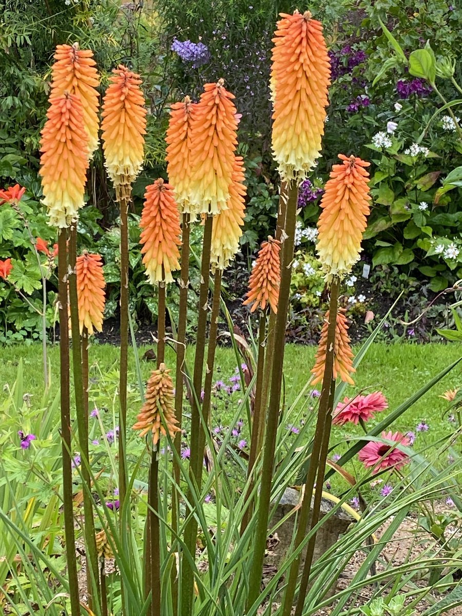 Happy New Year Plant Lovers, and, of course, everyone else. May 2024 bring you verdant abundance. It won’t be long until the fireworks will be floral rather than gunpowder based. Like this Kniphofia Tawny King photographed in late July on the #sandbed