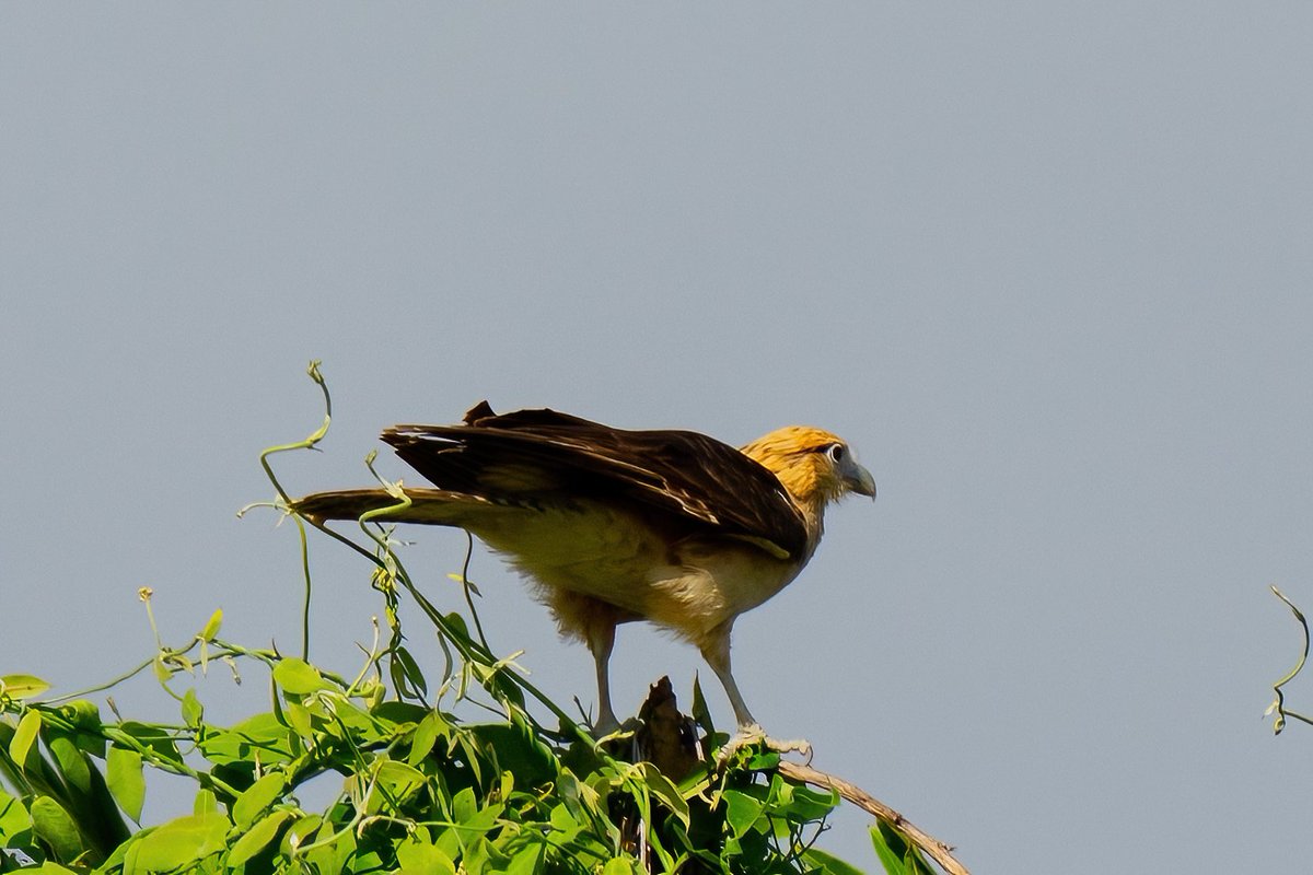 mitoGFP's tweet photo. Yellow-headed Caracara, Crested Caracara, Lesser Yellow-headed Vulture and Southern Lapwing #BirdsSeenIn2023 #birdphotography #sonyA1 #birdwatching #wildlifephotography #panama #BirdTwitter #birding #BirdsOfTwitter #canopylodge @inaturalist #panamabirds #birdsofpanama https://t.co/IebV3tR6JO