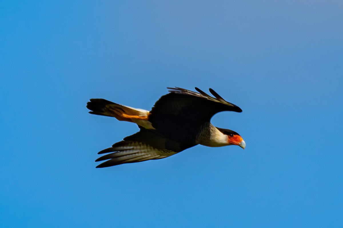 mitoGFP's tweet photo. Yellow-headed Caracara, Crested Caracara, Lesser Yellow-headed Vulture and Southern Lapwing #BirdsSeenIn2023 #birdphotography #sonyA1 #birdwatching #wildlifephotography #panama #BirdTwitter #birding #BirdsOfTwitter #canopylodge @inaturalist #panamabirds #birdsofpanama https://t.co/IebV3tR6JO