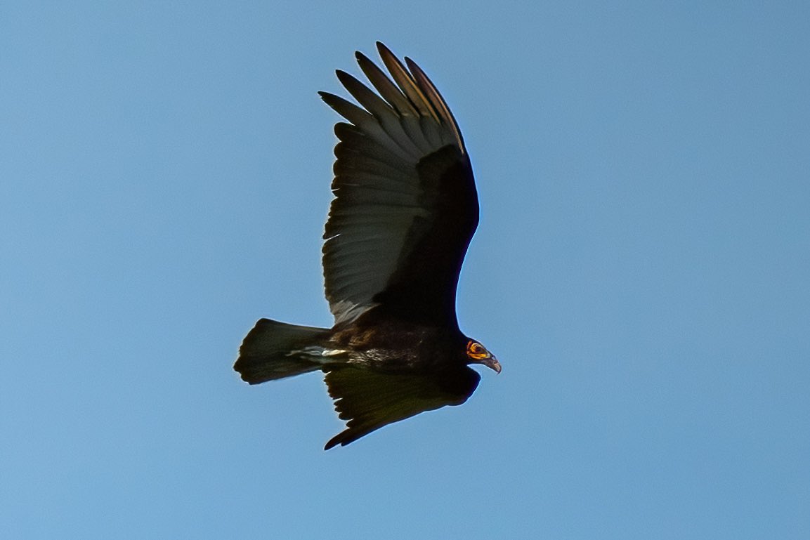 mitoGFP's tweet photo. Yellow-headed Caracara, Crested Caracara, Lesser Yellow-headed Vulture and Southern Lapwing #BirdsSeenIn2023 #birdphotography #sonyA1 #birdwatching #wildlifephotography #panama #BirdTwitter #birding #BirdsOfTwitter #canopylodge @inaturalist #panamabirds #birdsofpanama https://t.co/IebV3tR6JO