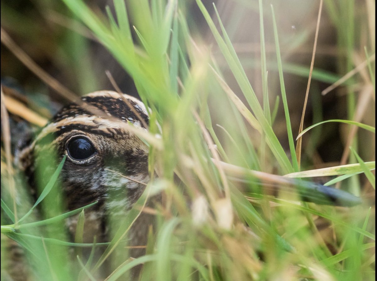 Steve Blain tweet media