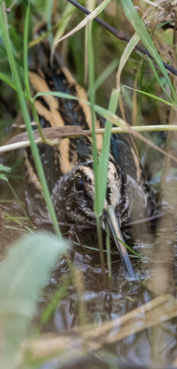 Steve Blain tweet media