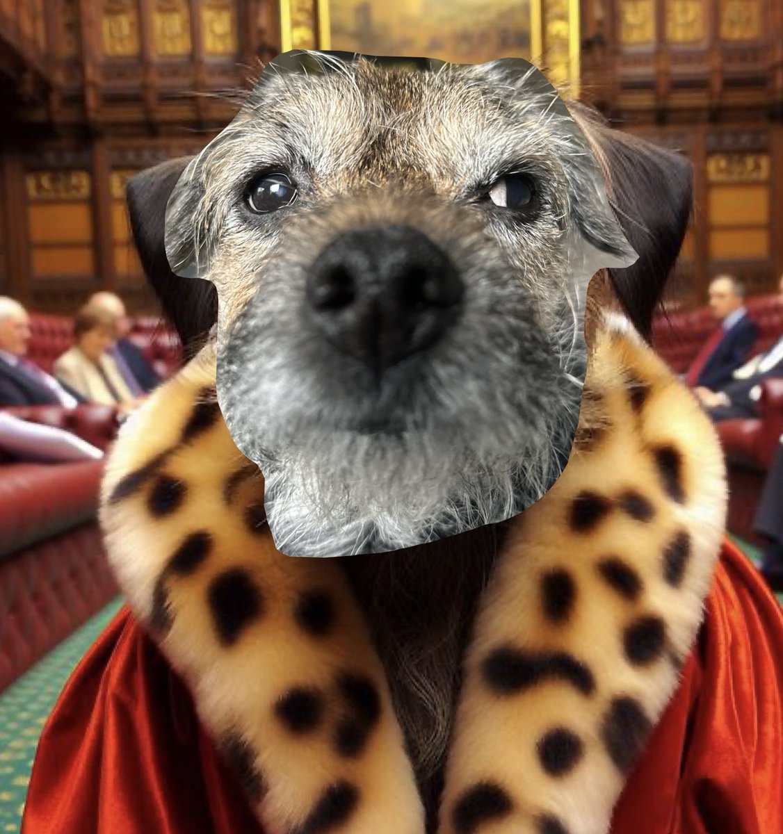 ScrappyN's tweet image. This ermine a little scratchy, but what an absolute honour pals #BTPNYH thank you. We cherish our #btposse pals, and your support helps us to navigate the challenges we have and will face. Thank you all, your kindness is at the heart of our strength #ScrappyNelson @claptonterrier