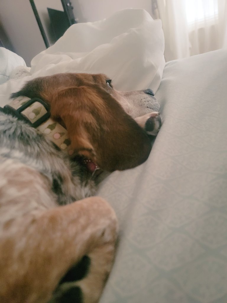 SweetSundaebeagle (@sundaebeagle) on Twitter photo This year, Sundae Sue resolves to...??? Get more rest? Have more treats?! She can't resolve to be cuter, that's impossible. ๐ฅฐ๐พ๐จ <a href="/beaglefacts/">Beagle Facts</a> #dogsoftwitter #beagles This year, Sundae Sue resolves to...??? Get more rest? Have more treats?! She can't resolve to be cuter, that's impossible. ๐ฅฐ๐พ๐จ <a href="/beaglefacts/">Beagle Facts</a> #dogsoftwitter #beagles