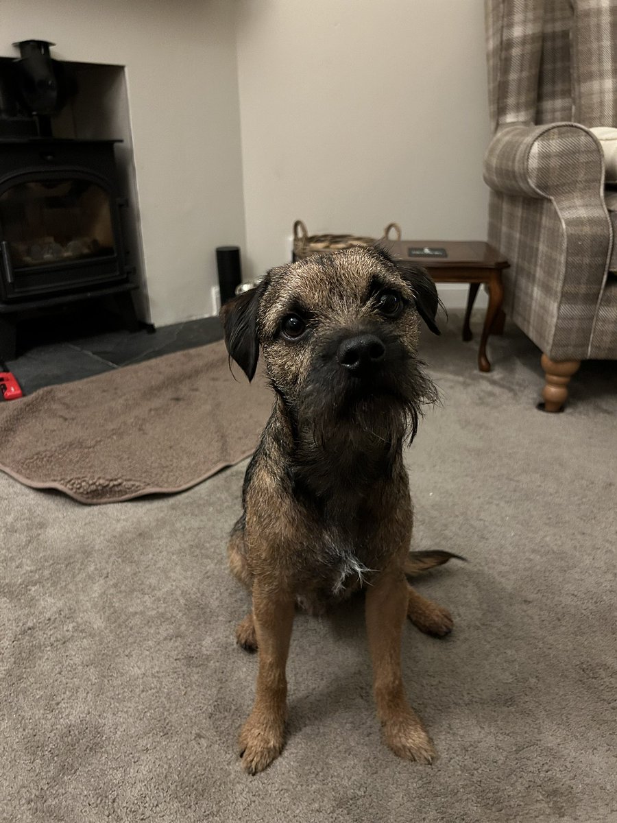 MrsLC & Walter “The sock eating BT” OBE tweet media