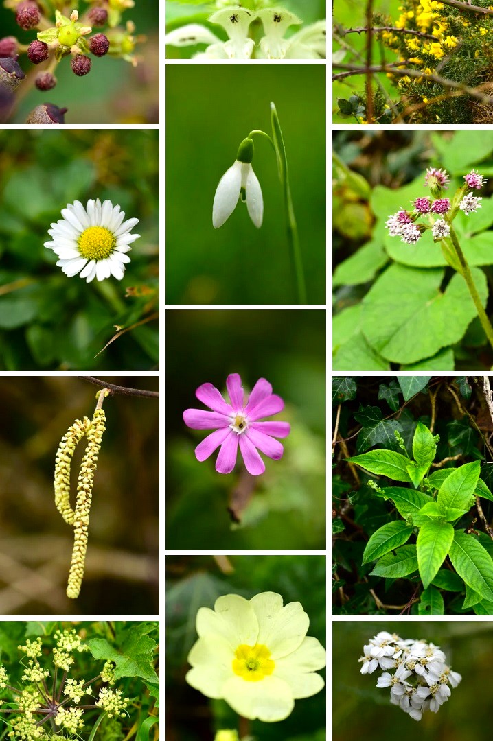 20 species of flowering wild or naturalised plants around our village in North Dorset this morning. A great way to welcome in the new year. @BSBIbotany #NewYearPlantHunt