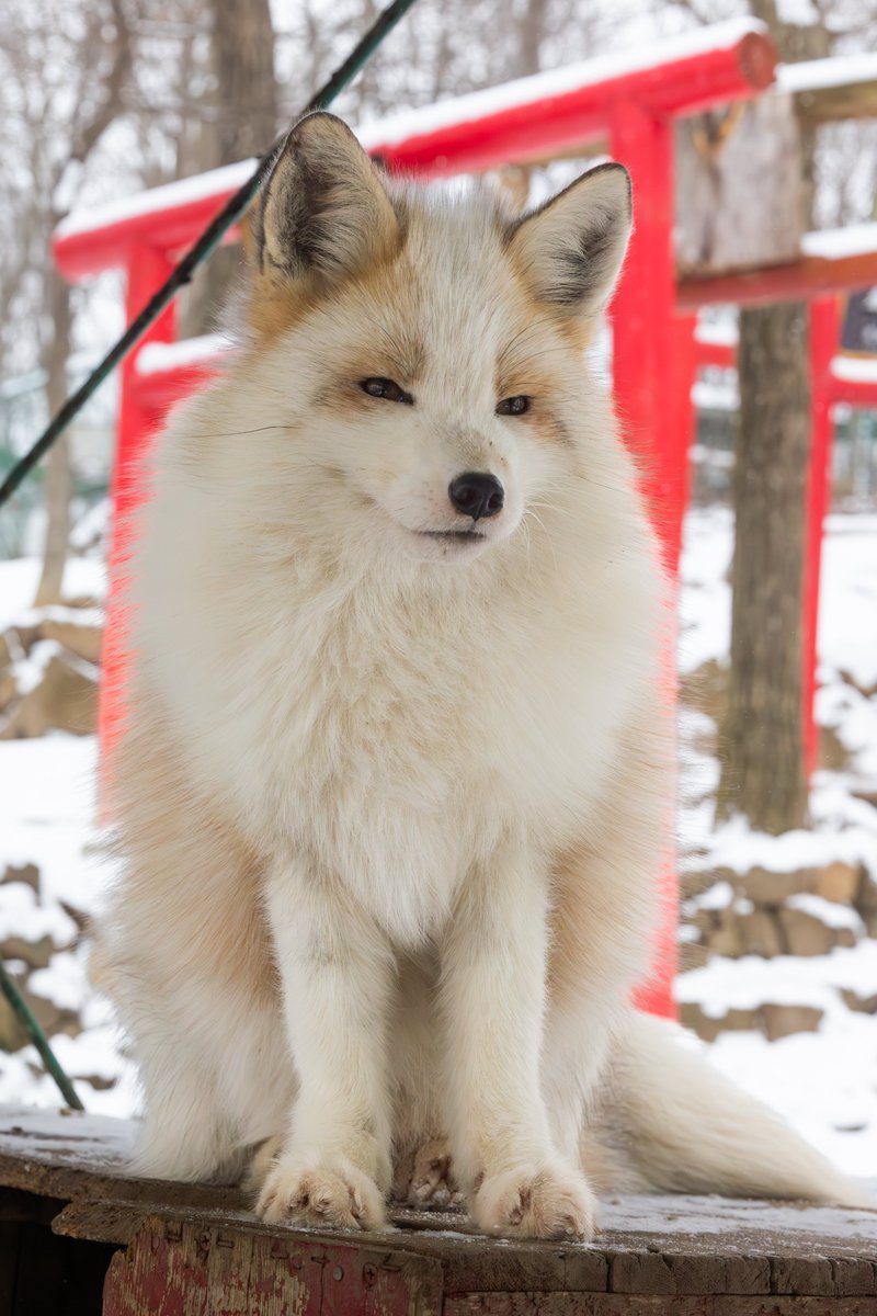 ttt_zegu952's tweet photo. ⛩🦊 https://t.co/f6P4qrZrH5