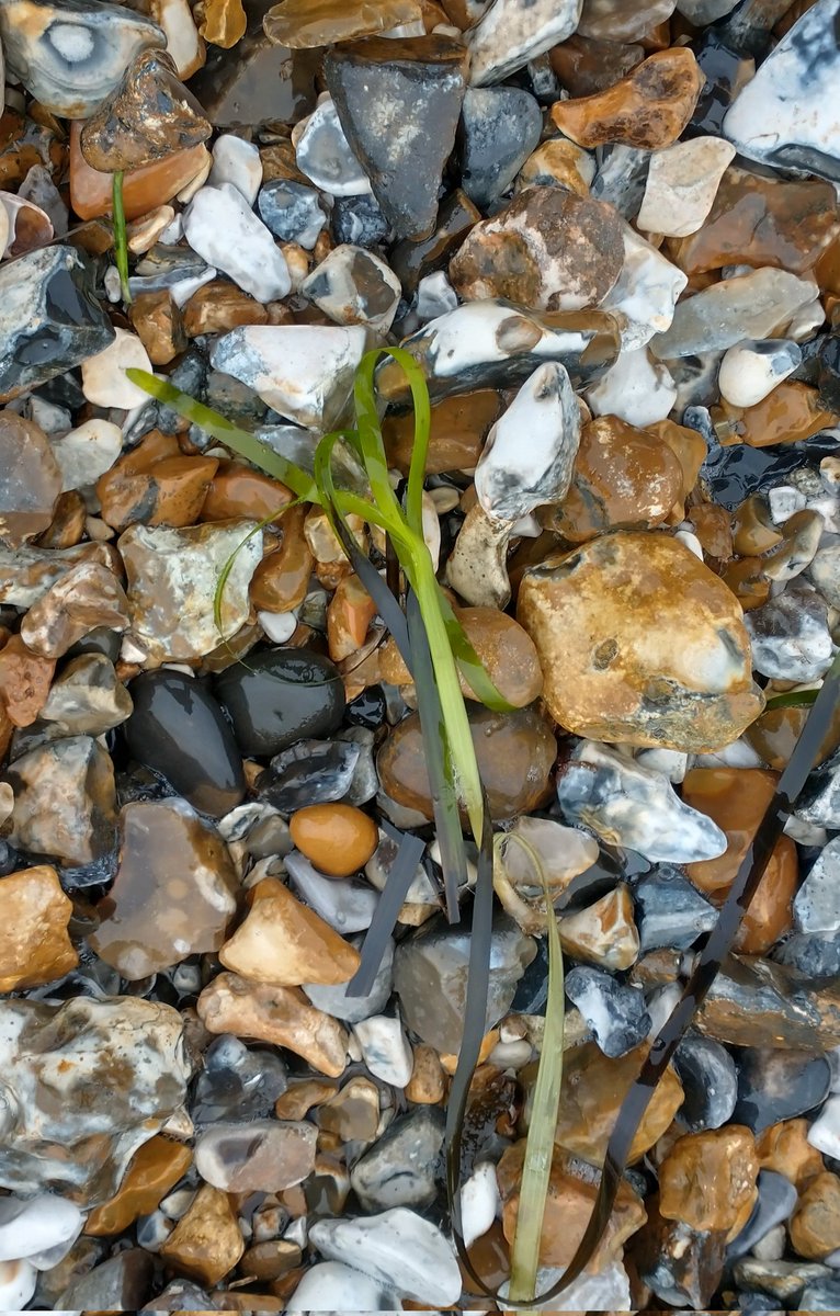 Happy New Year to all my lovely followers. First 2024 #Solent shoreline stroll today and still green #seagrass being washed up! Resolutions: 1 - more posts, 2 - get to 500 followers (4 more!).