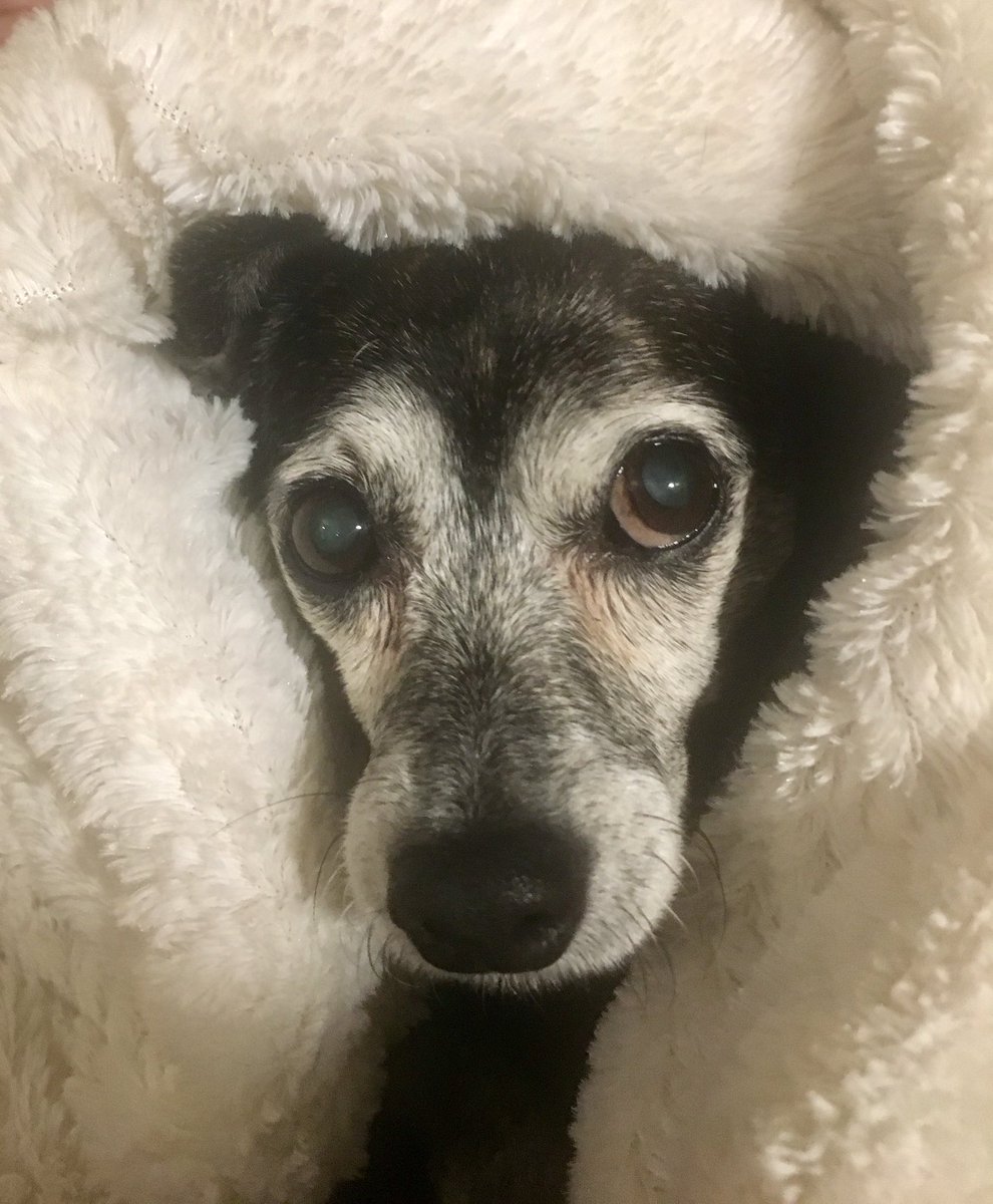 BellGardiner's tweet photo. @bunsenbernerbmd Our sweet girl. She will be 18 in 6 days! https://t.co/rNUCcUeQi7