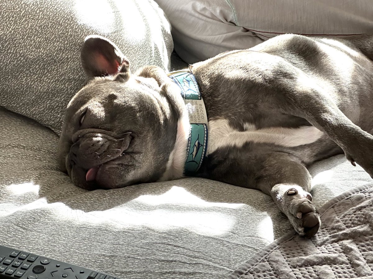 ChipLaMarca's tweet photo. Rocco might have stayed up a little late ringing in #NewYear2024 🎉 #LazyDog #GetUp #TimeToWalk 🐾 https://t.co/PFTepYsHPH
