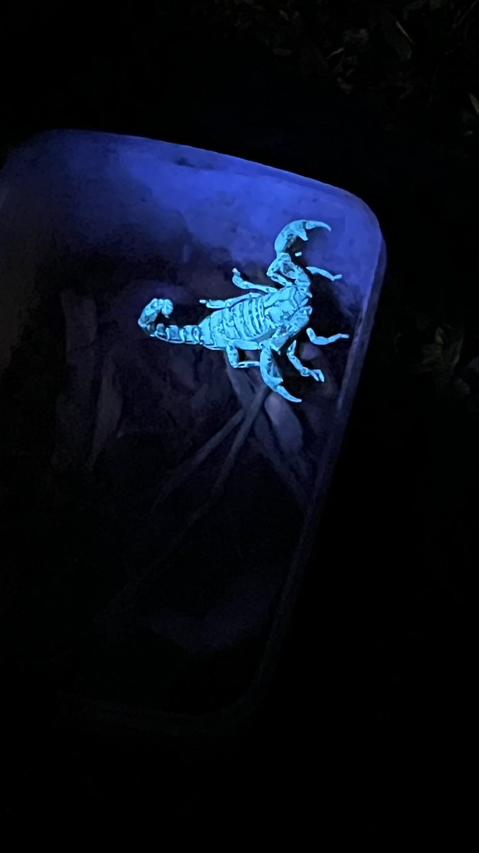 Koushik Sreenivasa (@koushiks33) on Twitter photo Finished the year 2023 with a trip to the forests <a href="/KalingaCRE/">KalingaCRE</a>. Wonderful few days of being in the rainforest and spotting some interesting creatures Finished the year 2023 with a trip to the forests <a href="/KalingaCRE/">KalingaCRE</a>. Wonderful few days of being in the rainforest and spotting some interesting creatures