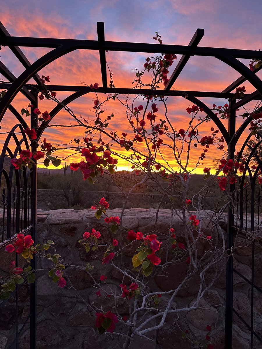 mamasreallyrule's tweet photo. Happy New Year from the Sonoran Desert. I wish you all health, prosperity and joy in the coming year. And above all else I wish you love. https://t.co/gyI68DXZEo