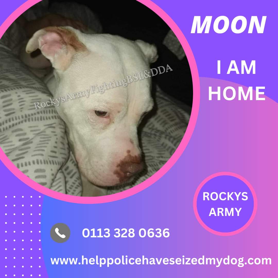 rockysarmyvbsl's tweet photo. Today's second good news story. 

This beautiful lady is Moon who was seized back in April along with another family dog, Cosmo as suspected banned breeds. 

Their mum and dad went to court and both dogs granted exemption status. 

Cosmo has already been returned home in December but Sadly Moon had come into season and couldn't be speyed.

Well that operation went ahead after Christmas and Moon is now home and reunited with Cosmo.

We wish Moon and her lovely family all the very best for the future. Thank you to Steve the solicitor for his work in getting them both exempted.

Original story for Cosmo https://t.co/FZMeUfuvKL

Remember if your dog is seized contact us immediately as early intervention can make all the difference.

If your dog is seized by police contact us immediately for FREE confidential advice and remember DO NOT SIGN anything without seeking advice first.

Telephone: 0113 328 0636

Email: policeseizedmydog@gmail.com

Website: https://t.co/EyJaMa1lWl

#rockysarmy