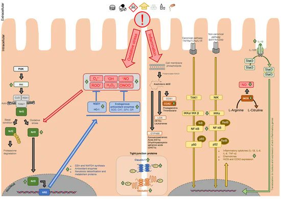 Natural Products as Dietary Agents for the Prevention & Mitigation of Oxidative Damage & Inflammation in the Intestinal Barrier mdpi.com/2076-3921/13/1… Signalling pathways & the main targets involved in phytochemicals’ antioxidant & anti-inflammatory response at intestinal level