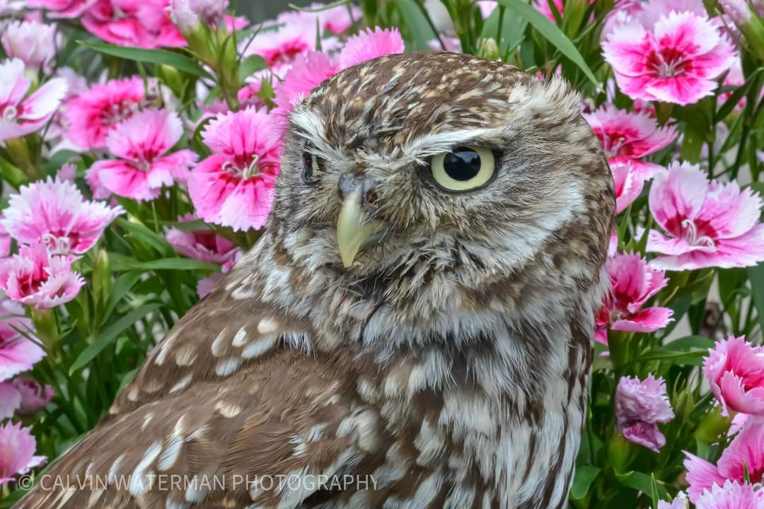 photographercw's tweet photo. @photographercw 
#Owl #Littleowl #Flowers #photography #birdofprey https://t.co/lmxUV6G86q