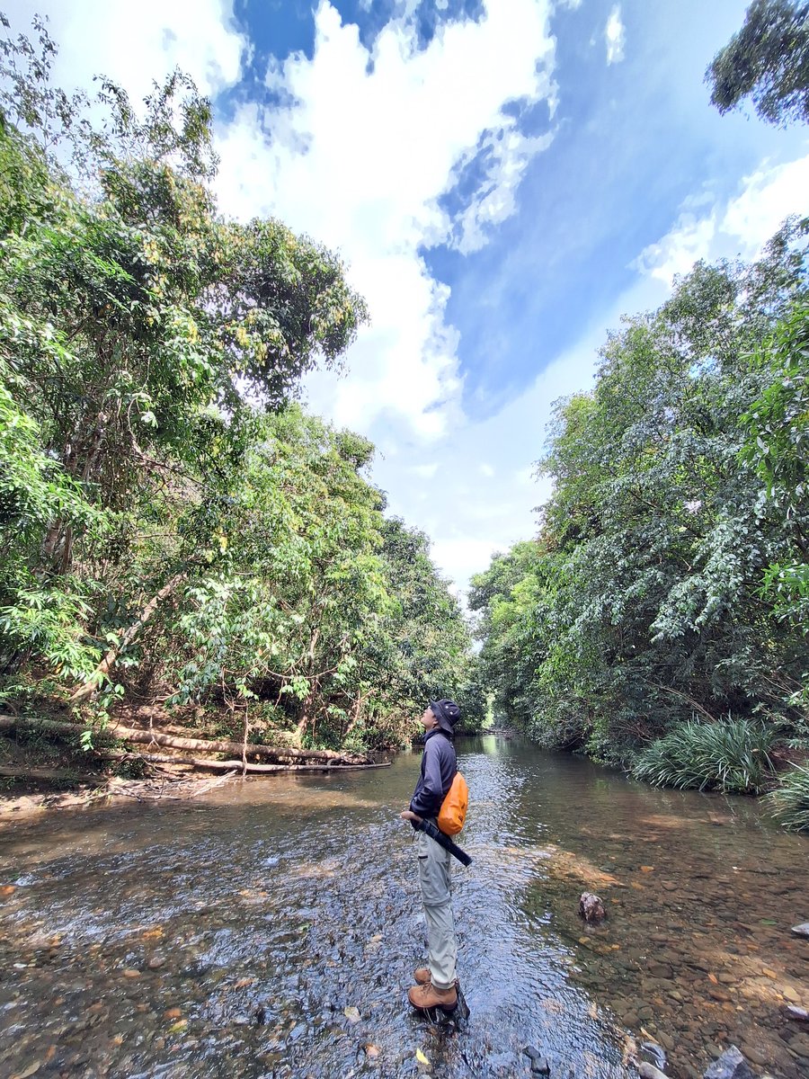 Hebiuz's tweet photo. The first day of 2024 and the First field of 2024
#easternmeratus #lowland #hillforets #moraceae #artocarpus #rigidus #prainea #limpato #kalimantan https://t.co/5ywLGnqtH3