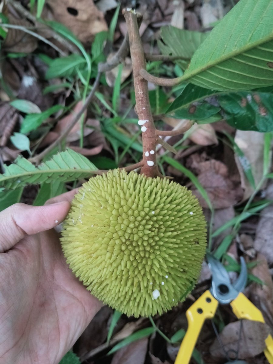 Hebiuz's tweet photo. The first day of 2024 and the First field of 2024
#easternmeratus #lowland #hillforets #moraceae #artocarpus #rigidus #prainea #limpato #kalimantan https://t.co/5ywLGnqtH3