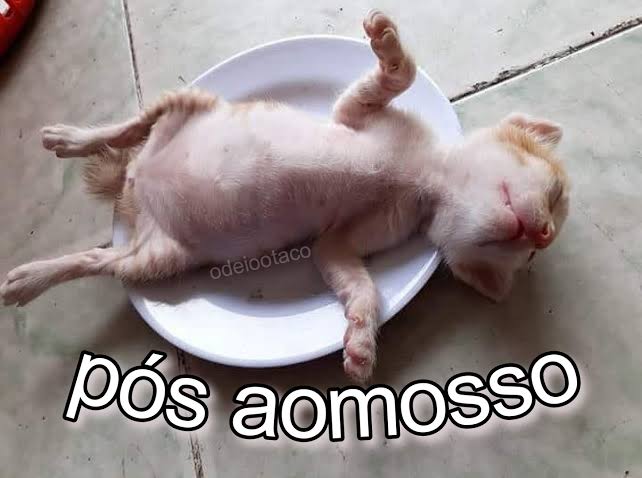 perfil dedicado a gatinhos e peitos (@odeiootaco) on Twitter photo 