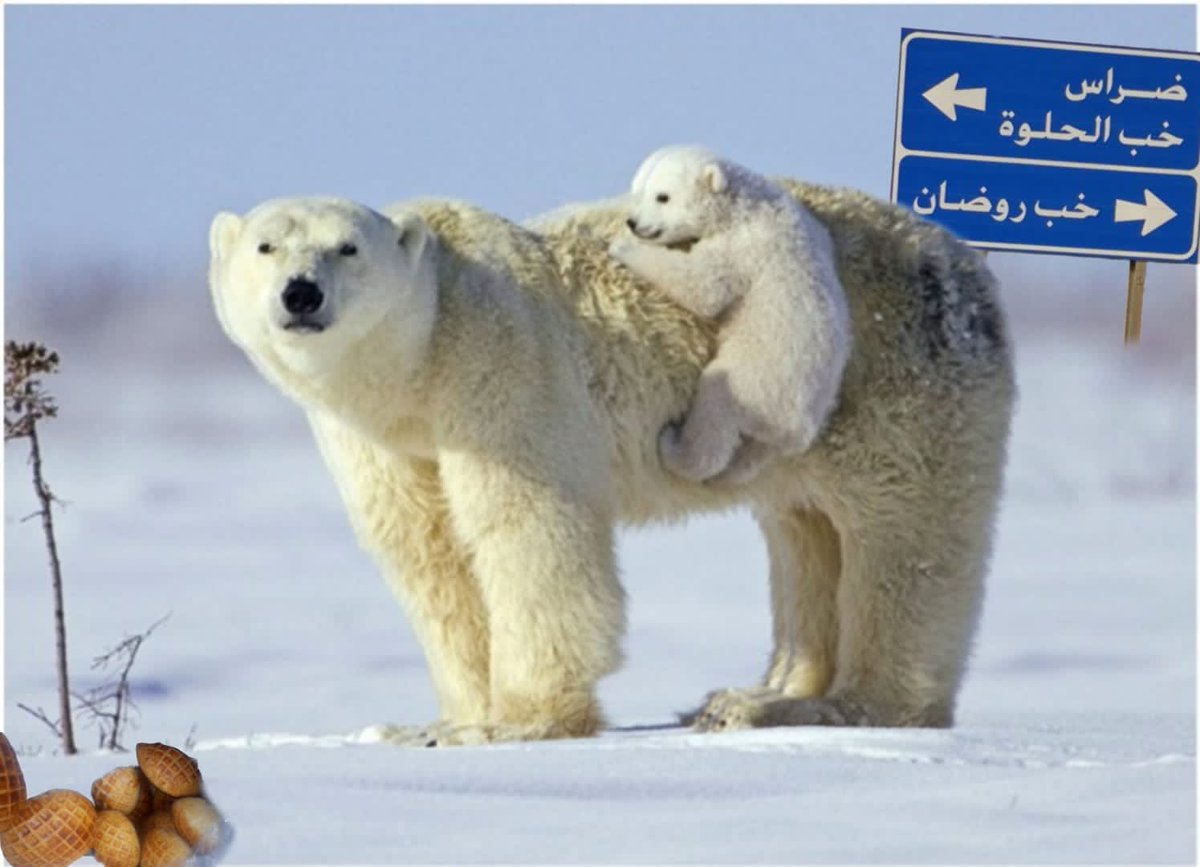Aziz_k800's tweet photo. بين القطب الشمالي والقطب القصيمي، عاشت خبوب #بريدة أجوائها الفريدة، واللقطة البيضاء تحكي واقع وحقيقة الدببة، وتعريفات اللوحة واتجاهاتها .. من هنا الدب القطبي قادم من #خب_روضان يحمل صغيره على ظهره متجهًا معه لـ #ضراس و #خب_الحلوة .. إنها الأجواء القطبية حين تتجه للمنطقة القصيمي��. https://t.co/CAhhaFq9fM