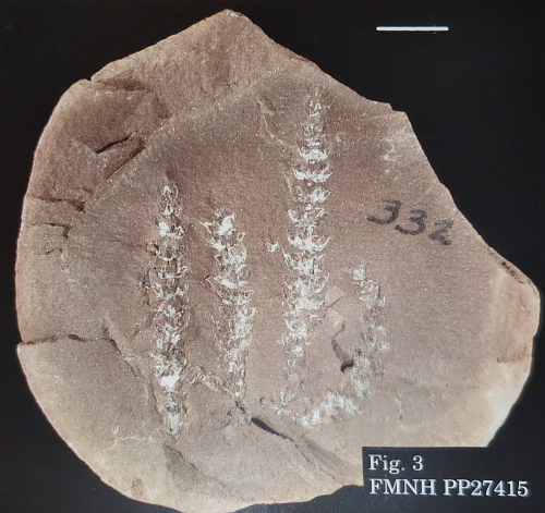 ESCONI's tweet photo. Mazon Monday #197: Palaeostachya #fossils #paleontology #MazonCreek #MazonMonday #calamites #cone #pennsylvanian #illinois #fossil
https://t.co/gPM7HfzoAs https://t.co/bOoxcKN0aC