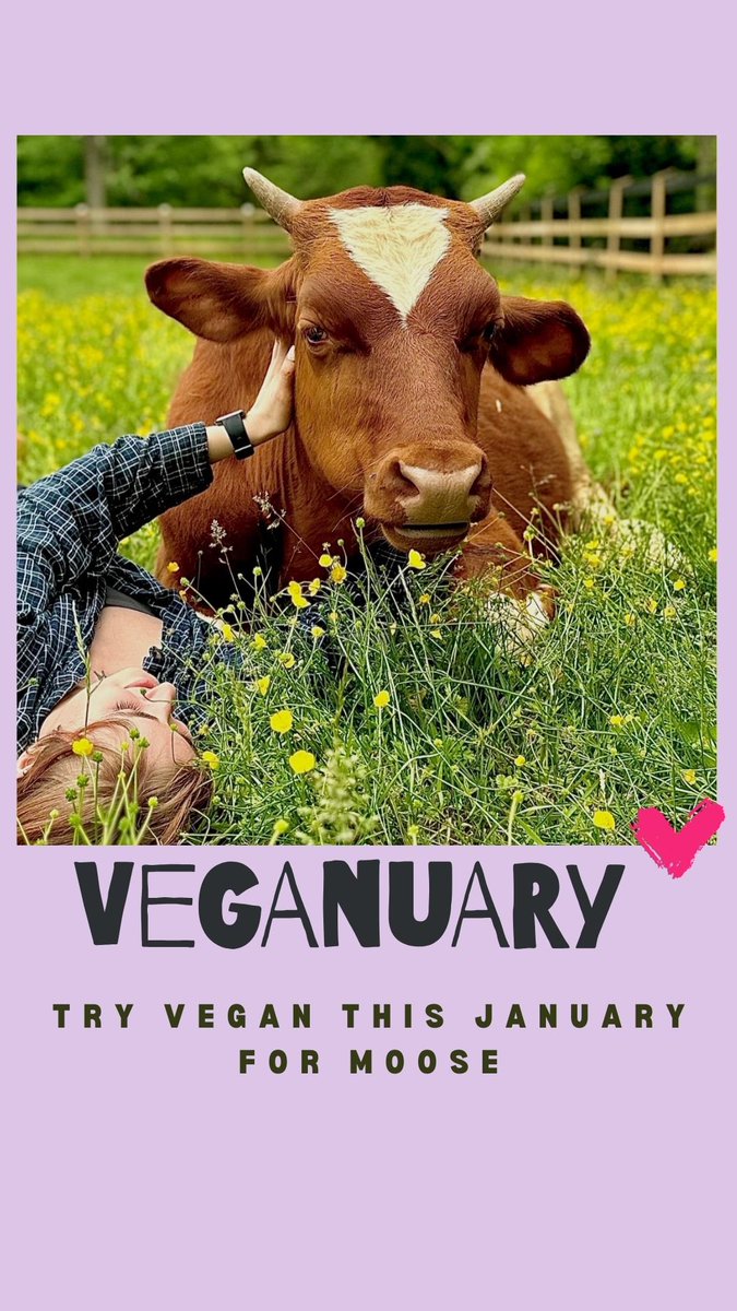 What better way to kick off the New Year than trying VEGAN in January!! @weareveganuary is completely free and full of resources, recipes, and support. For Moose and all the residents at Rosie’s, for all the animals, for your own health and the health of our planet 🌱