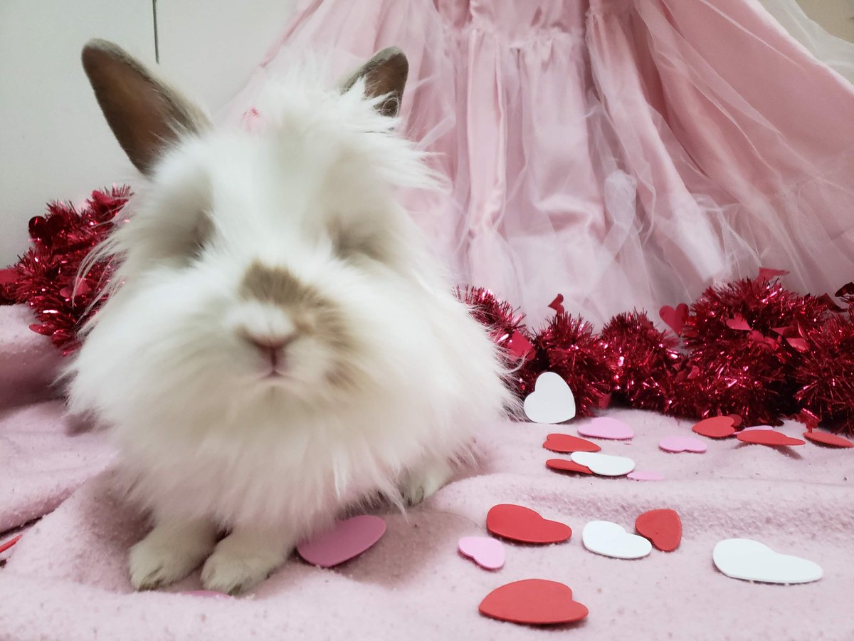 Loralea Carruthers tweet media