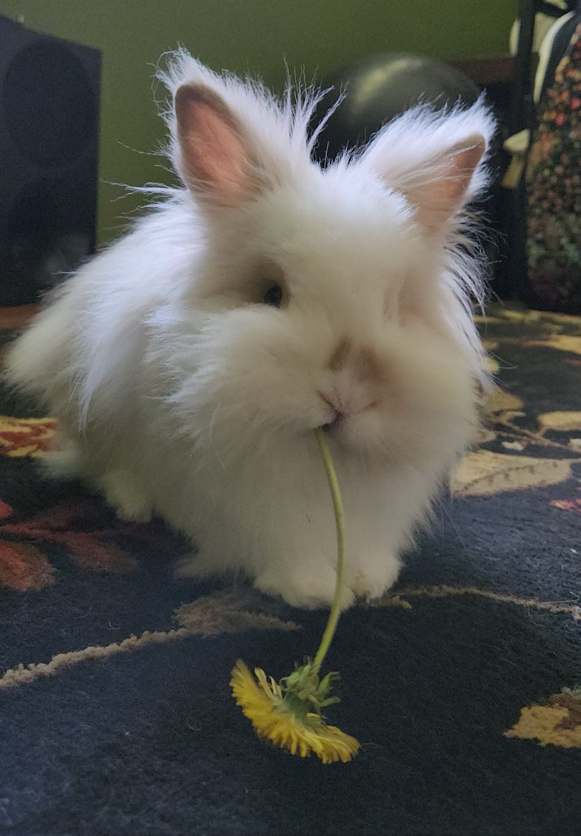 Loralea Carruthers tweet media