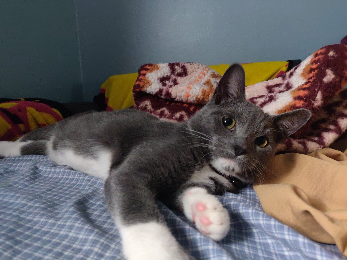 CH🎃NTZILL🎃 tweet media