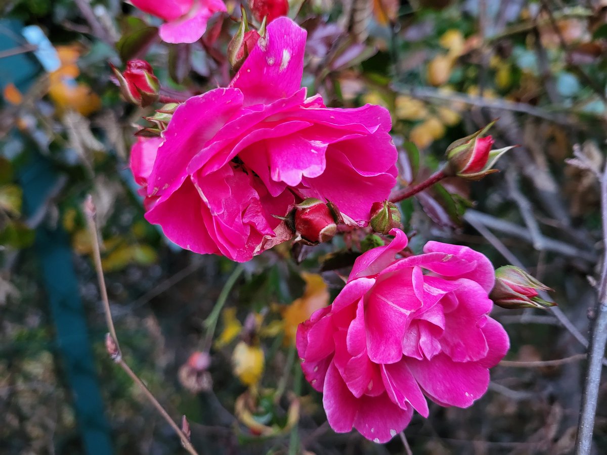Un peu de couleur dans l'après-midi hivernal pour vous souhaiter un beau #LundiFleuri et une merveilleuse année 2024.