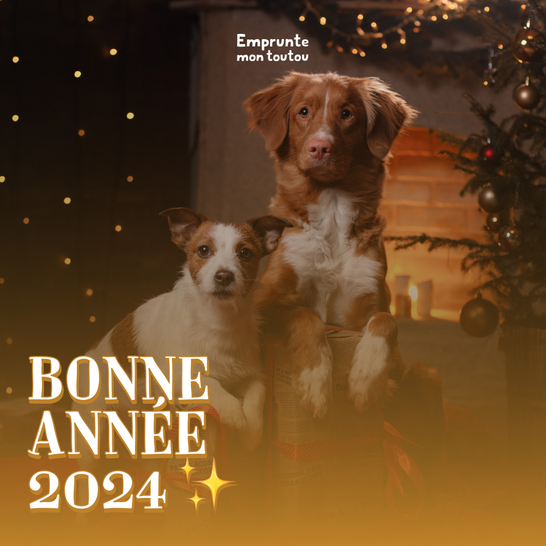2024 ✨

Toute l'équipe d'Emprunte Mon Toutou vous souhaite une merveilleuse année 2024 !

Qu'elle soit pleine de câlins, de balades et de léchouilles !

Ouaf 🐶