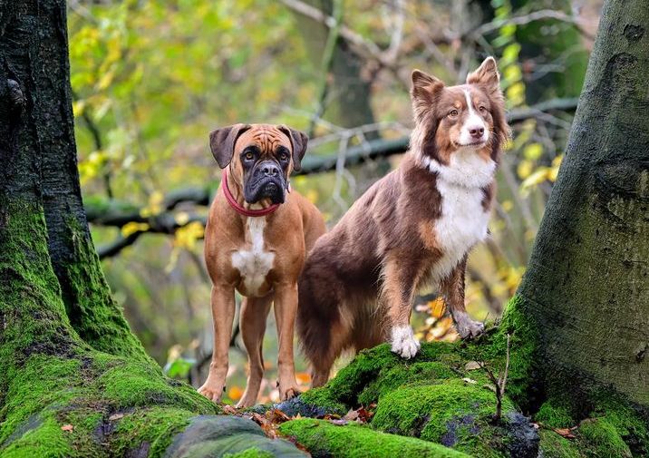 Boxer Lover tweet media