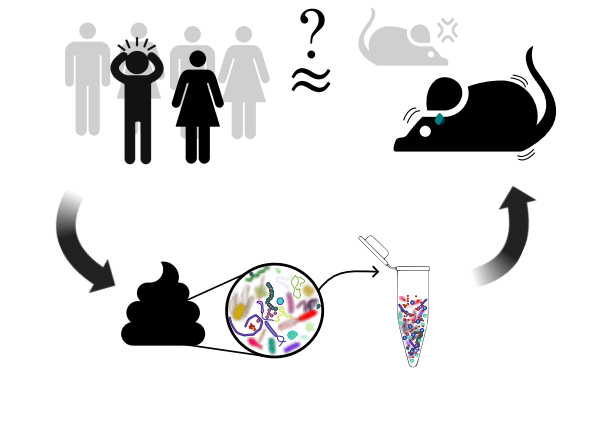  A graphic showing a stick- figure man, with his hands up by his head and lines indicating anxiety radiating from his head, stands among other stick figures. An arrow leads from this image to a stylized pile of feces, with an inset showing a busy and diverse collection of microbes, which are then shown being placed in a test tube and sent to a mouse with a few anxiety lines of its own and a drop of sweat on its brow.