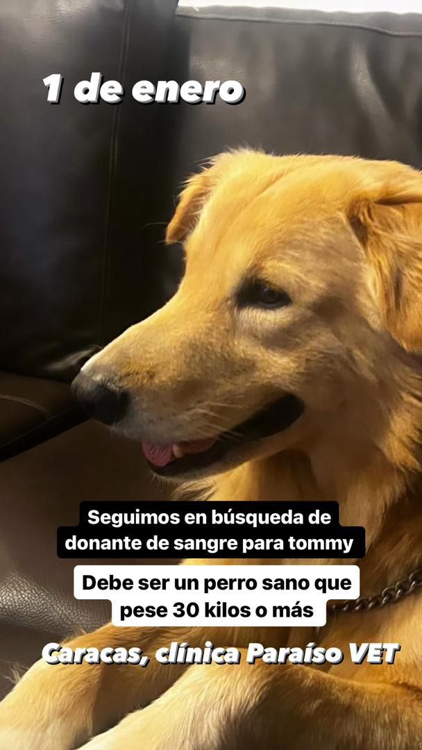 Información de Otro Grupo ➡️ ➡️🙏🙏Caracas. Una amiga necesita ayuda urgente, Su vet dice que si no consiguen la transfusion se va a morir. Su numero 04241110266,si desean ayudarla y tienen un perro con estas características comuníquense con ella. 
Muchas gracias de antemano 🙏