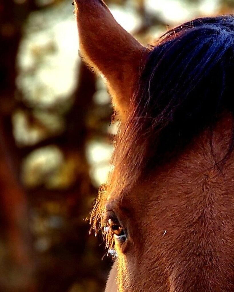 cowboymagic's tweet photo. First Magic Monday of 2024 with warmblood, Major! 🌟
Photo by @jennypiersonphotography
Share your #magicmonday pics with us!
#cowboymagic #horse #horses #instahorses #horselife #horselover #horsephotography #horsephotos #equine #equines #equinephotos… https://t.co/ppZqQJF7za https://t.co/QoguafLf8w