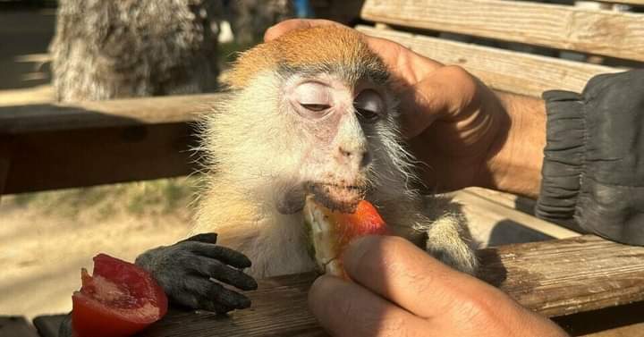 EmaanzT's tweet photo. The situation of animals in a private owned zoo in #Gaza is no way good
@fourpawsint this needs your attention
@Chez_Em @LeosAnimalPlan1 @anikasleem
#Animalsincaptivity https://t.co/eqUU2hoGnN
