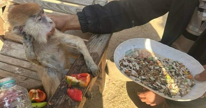 EmaanzT's tweet photo. The situation of animals in a private owned zoo in #Gaza is no way good
@fourpawsint this needs your attention
@Chez_Em @LeosAnimalPlan1 @anikasleem
#Animalsincaptivity https://t.co/eqUU2hoGnN