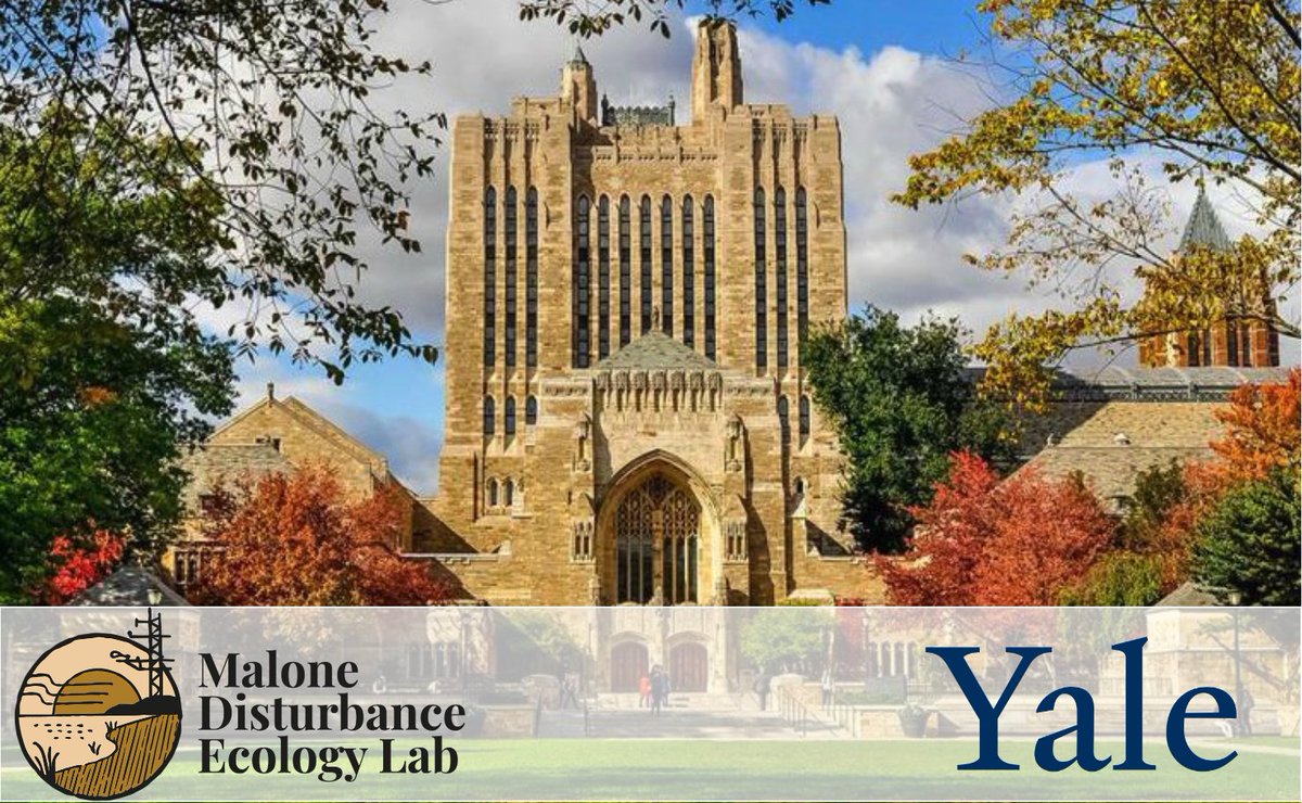 Postdoc Alert for Ecosystem Ecologists!  Are you interested in a Postdoctoral Fellowship exploring the capacity of natural ecosystems to capture and sequester carbon with the Malone Disturbance Ecology Lab @YaleEnvironment? Apply by February 28th: forms.gle/DBFYbteohfgcrC…