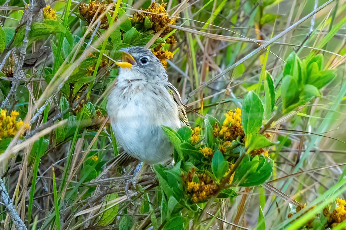 mitoGFP's tweet photo. Golden-fronted Greenlet, Wedge-tailed Grass-finch, Yellow-faced grassquit and Bananaquit #BirdsSeenIn2023 #birdphotography #sonyA1 #birdwatching #wildlifephotography #panama #BirdTwitter #birding #BirdsOfTwitter #canopylodge @inaturalist #panamabirds #birdsofpanama https://t.co/rvt66VUqcJ