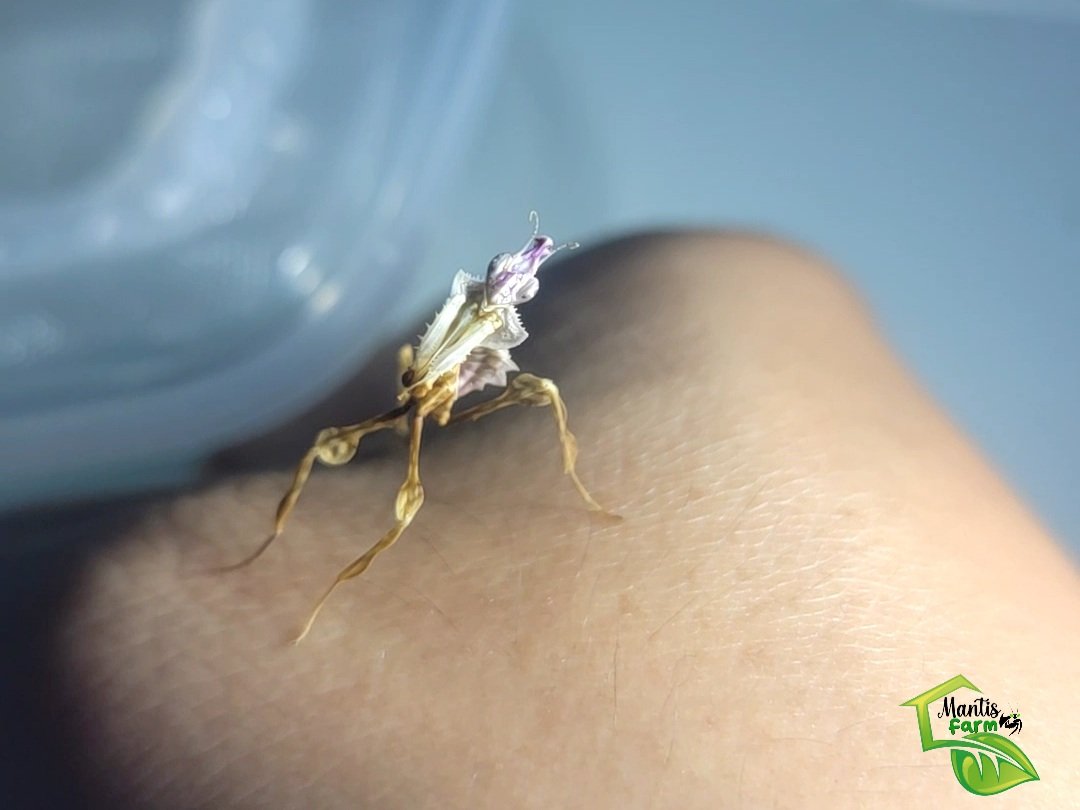 Mantis Farm tweet media