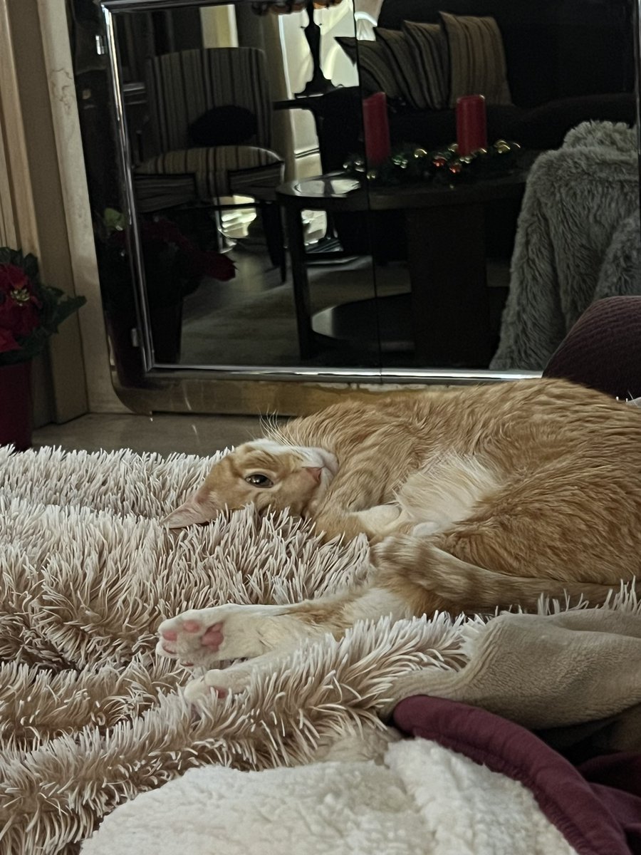 michaelscat's tweet photo. I’m watching you. 
-Kris
.
.
#CatsOfTwitter 
#cats https://t.co/Yp3fLEzNE6