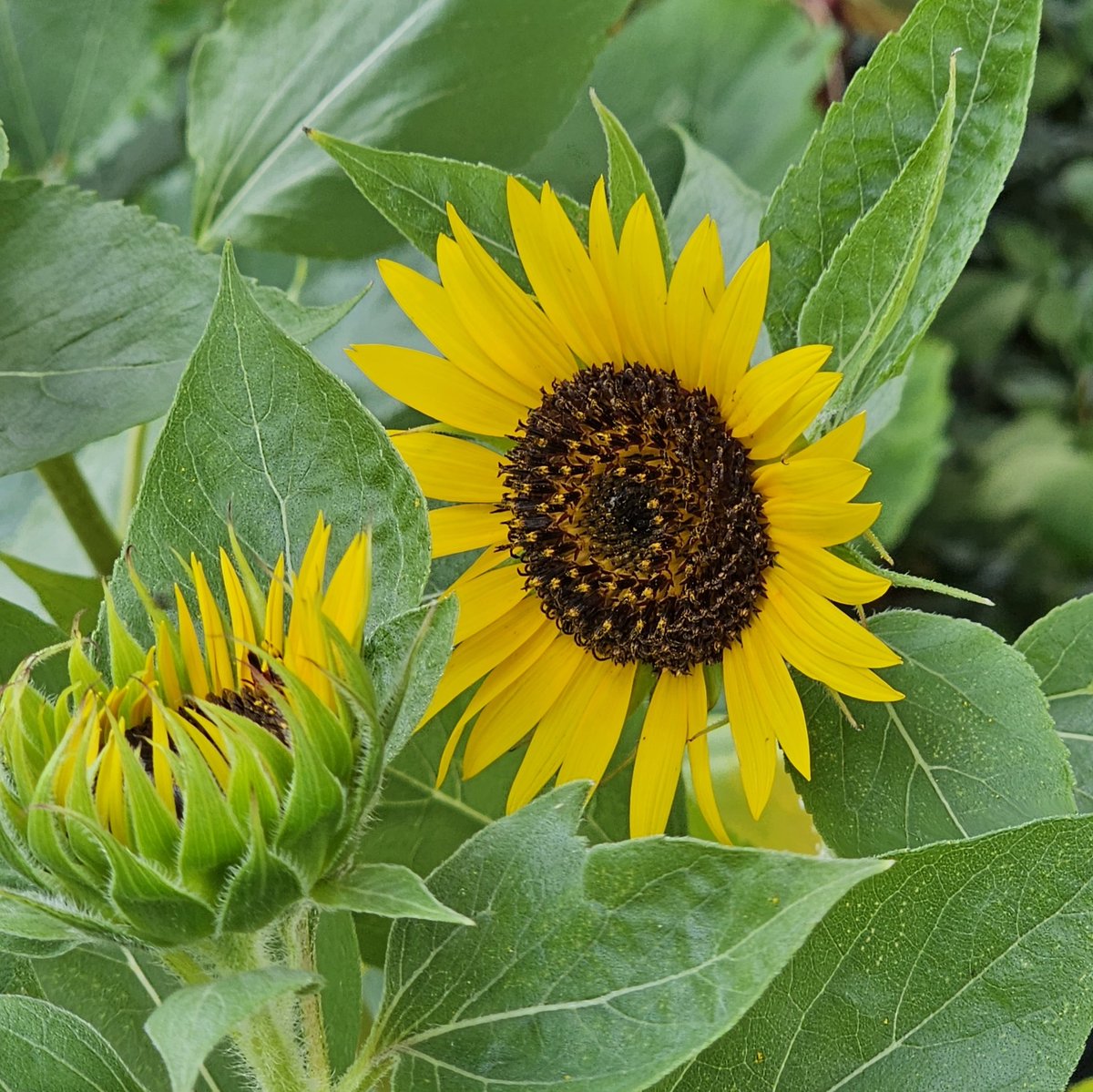 #NewYearWishes
May this day commence a year full of good health, happiness, prosperity, and many opportunities to enjoy life's simple pleasures.

#flowerphotography
"Gardening is an exercise in optimism. Sometimes, it is a triumph of hope over experience.”
~ Marina Schinz