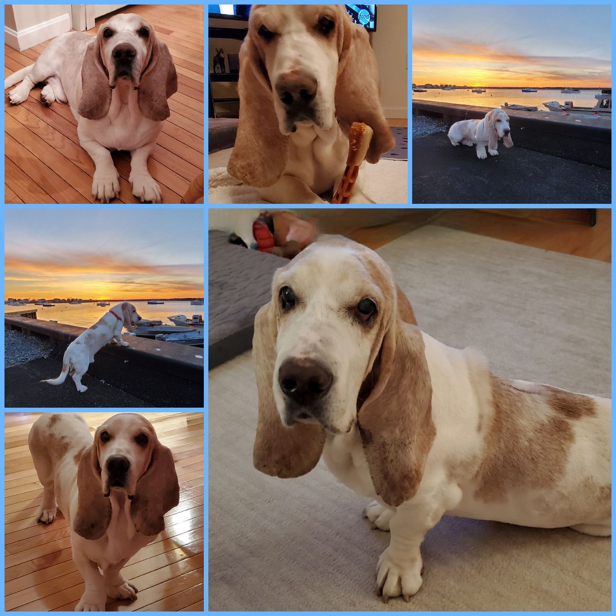 ikamp2's tweet photo. Happy New Year Twitter/X Basset friends🥂 Wanted to introduce you to Jimmy 🌟 he adopted us 12/26. He is truely a Christmas Miracle🐾 Here's JIMMY 💙 https://t.co/TKpWoHluKb