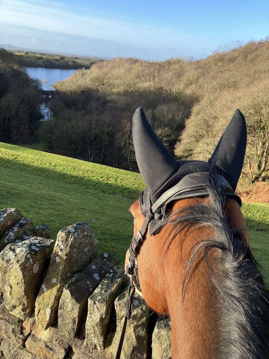 madzip's tweet image. Perfect view between the best ears in the business.

Happy New Year.