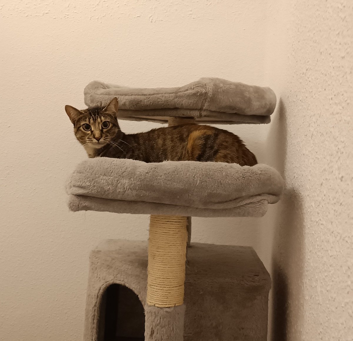 Por un 2024 en el que Luna consiga un hogar 🏡 #AdoptaNoCompres