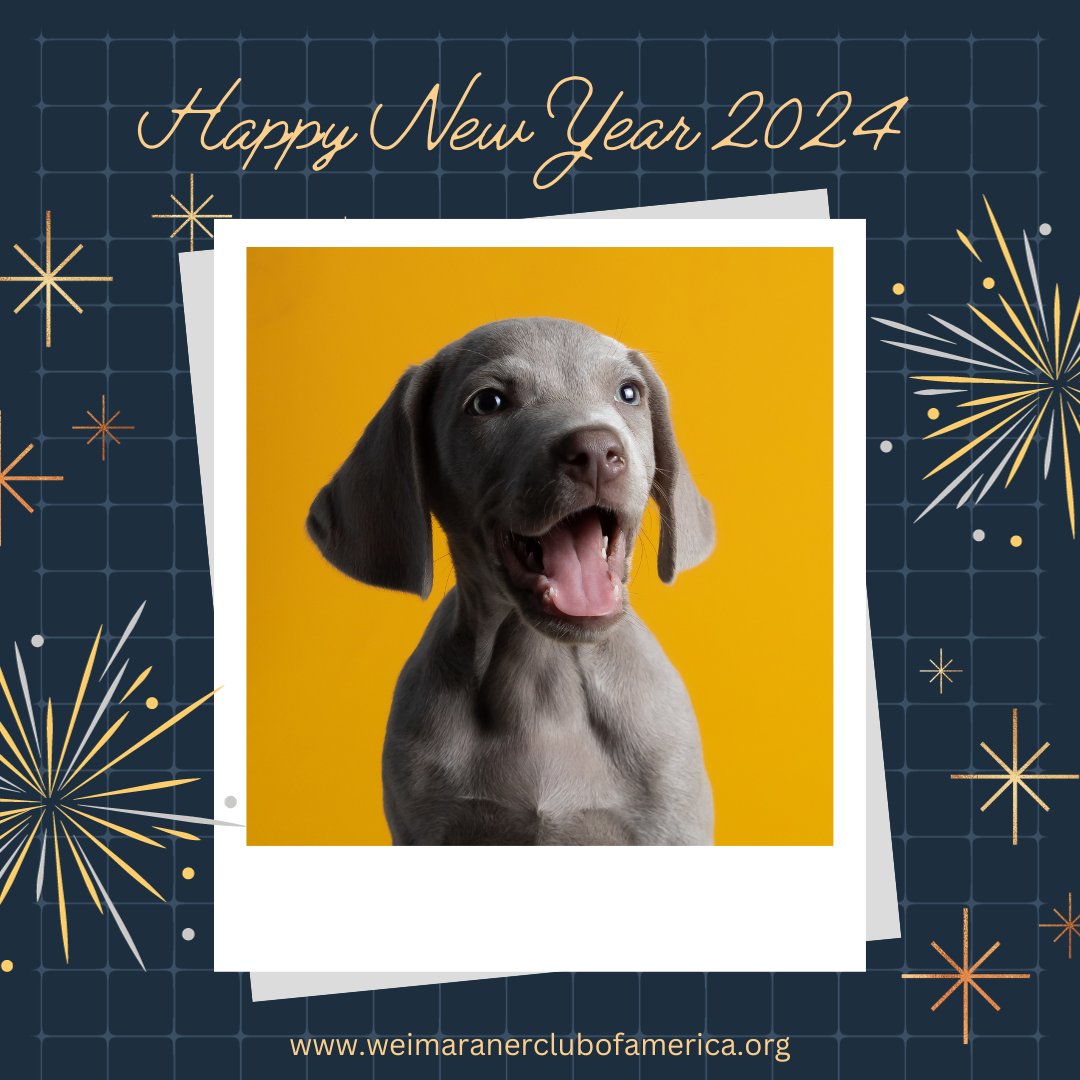 WeimClubAmerica's tweet photo. "The magic in new beginnings is truly the most powerful of them all." - Josiyah Martin

#newyearsday2024 #weimaraner #weimaranerclubofamerica https://t.co/NrZR2vertf